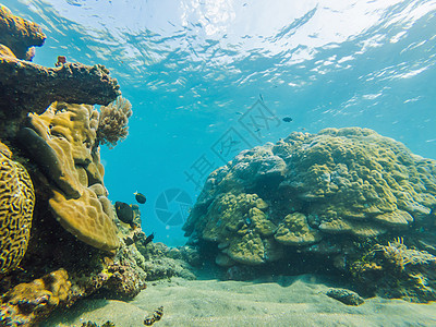 水下生物景观 珊瑚礁的鱼群在海洋水下栖息异国浮潜荒野全景浅滩花园殖民地潜水小丑生活图片