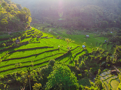 印度尼西亚巴厘岛的绿色梯级稻田种植园旅行文化生长植物棕榈阳台场地土地成长爬坡图片