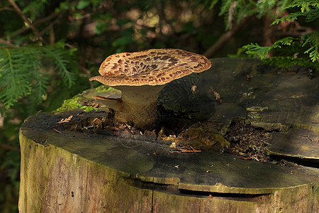 在树堆顶上生长的多聚体夸莫苏布拉克特蘑菇图片