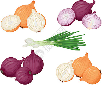 洋葱 一组带有大葱和洋葱的图像 红洋葱和黄洋葱 维生素素食产品 农场蔬菜 矢量图图片