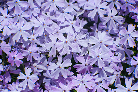 美丽的粉色植物 茂密的花朵和地毯花植物群花瓣植物学紫色季节叶子设计苔藓景观花园图片