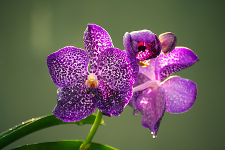 紫兰花紧贴着照片 在大花瓣上露出清晨露水 以柔软的黄色布基背景图片