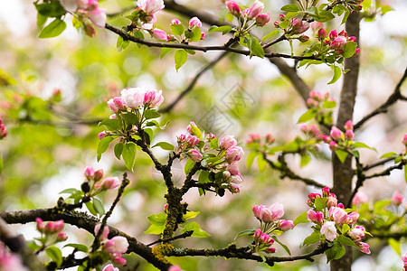 雨后春春的苹果树生长花瓣园艺墙纸季节晴天果园植物学叶子宏观图片