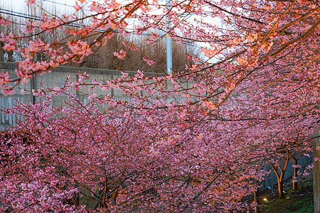 Miura海岸上的Kawazu 樱树村粉色木头花瓣植物樱花季节图片