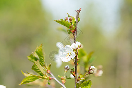春天苹果花开在模糊的背景上 苹果树的分支有很多花 树上有白色的花 春天的背景花瓣农业苹果花植物园艺花园天空枝条果园叶子图片