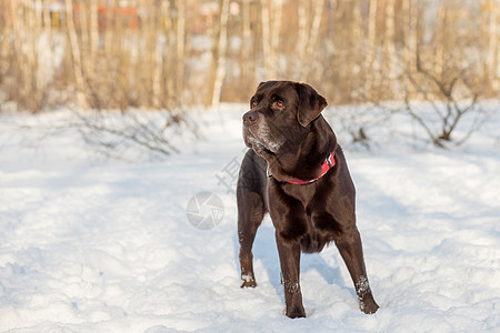 坐在雪的巧克力拉布拉多猎犬狗的画象 棕色颜色可爱 俏丽的狗 特写镜头 室外 日光 护理 教育 服从训练 饲养宠物的概念毛皮朋友小图片