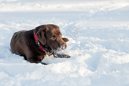 坐在雪的巧克力拉布拉多猎犬狗的画象 棕色颜色可爱 俏丽的狗 特写镜头 室外 日光 护理 教育 服从训练 饲养宠物的概念哺乳动物朋图片