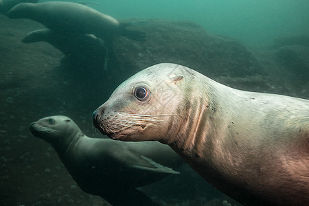 年轻海狮的可爱脸孔 在水下荒野海洋游泳哺乳动物野生动物图片