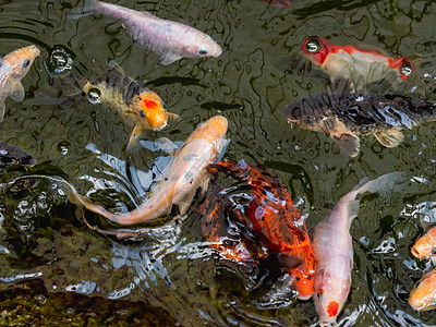 Amur carp或通常称为Koi或nishikigoi 水中的多彩装饰性鱼骚动池塘繁华喧嚣鲤鱼游泳漂浮锦鲤图片