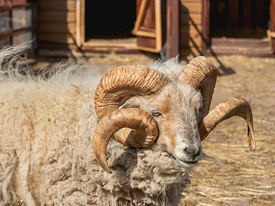 雄性小羊或Ovis养殖场的肖像 在谷仓附近的牧草场饲养牲畜 畜牧业农场毛皮动物羊毛大地中性色褐色牧场绵羊农业图片