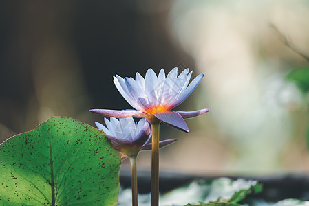 莲花花热带水柱花朵池塘花园叶子荷花植物群花瓣百合植物反射图片