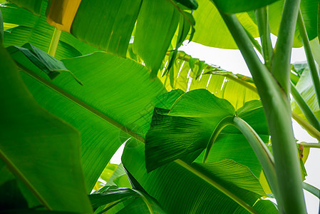 绿背景自然植物和树叶香蕉墙纸环境木头叶子花园绿色植物雨林森林季节绿叶图片
