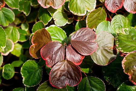 Diffusa Bloodleaf Hebstei植物的离子红自闭叶 象状装饰植物 美丽和新鲜叶型 热带天然叶血叶宏观花园植物群图片