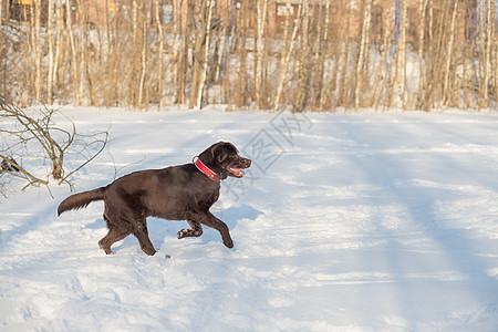 巧克力实验室躺在雪地里 可爱有趣的棕色拉布拉多犬的肖像在寒冷的冬日在白色的新鲜雪中快乐地在户外玩耍 纯种猎犬在冬季户外玩得开心晴图片