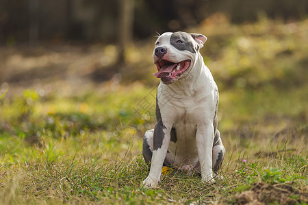 正面斗牛公牛志愿者服务犬训练毛皮微笑救援动物宠物阳光街道图片