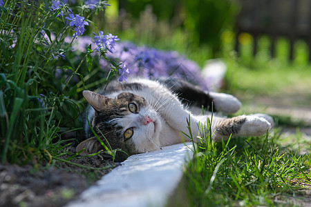 被美丽的花朵所依附的猫咪宠物说谎乐趣小猫哺乳动物晴天场地晶须花园草地图片