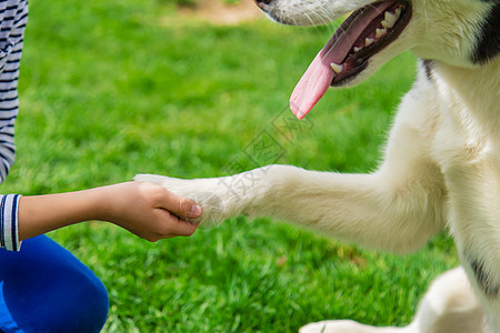 狗给一个男人一只爪子 有选择地集中注意力乐趣犬类宠物横幅孩子小狗女性动物手指友谊图片