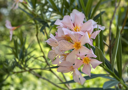 Oleander 或灌木植物 全开花朵明亮的粉红鲜花绿 在阳光温暖的夏日落叶图片