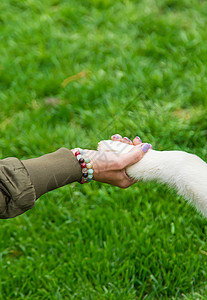 狗给一个男人一只爪子 有选择地集中注意力女士女性友谊哺乳动物情感乐趣小狗横幅团队伴侣图片
