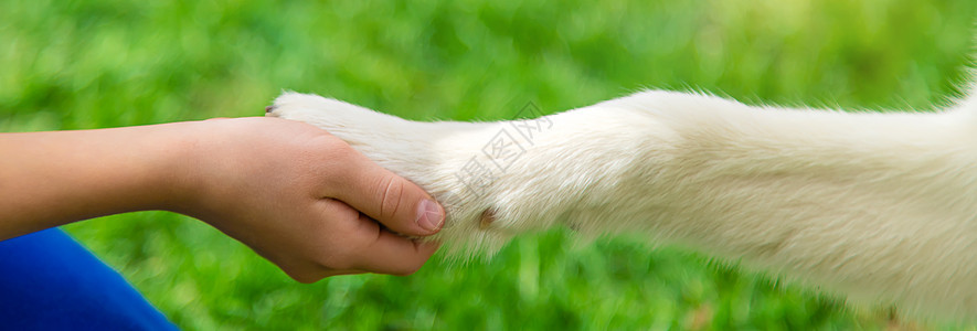 狗给一个男人一只爪子 有选择地集中注意力帮助宠物犬类哺乳动物朋友孩子伴侣横幅手指女士图片