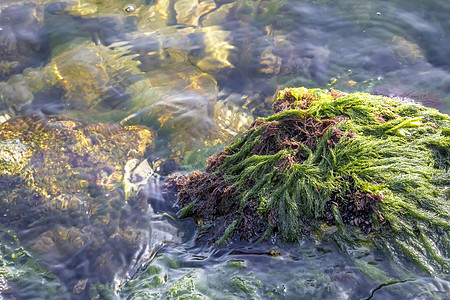 海苔海岩石的近视 日观图片