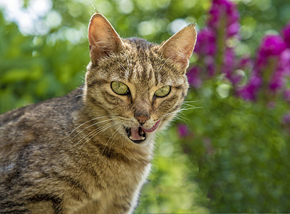 吃完美味后舌头的野猫情绪猫咪哺乳动物虎斑折叠动物宠物胡子食物壁橱图片