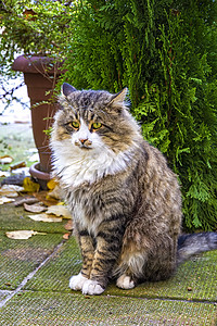 坐在花园一棵树前的美丽的毛绒猫 一张有品格的猫的照片 深深地看着它图片