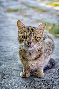 欧洲猫肖像 美丽的猫的画像 可爱的三色猫 欧洲短毛猫图片