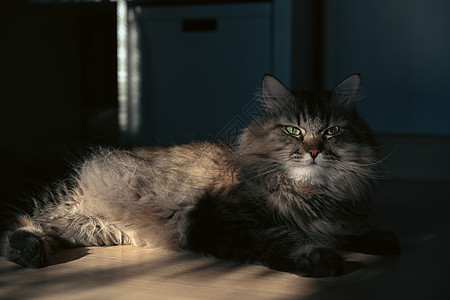 可爱的猫躺在木地板上 在明亮的客厅里图片