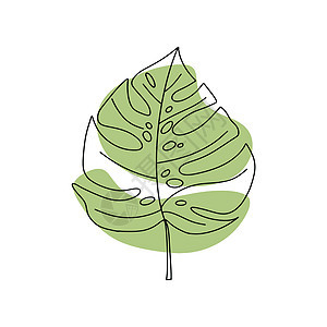 热带棕榈叶 孤立在白色背景上的绿色龟背竹叶 在白色背景上孤立的矢量图图片