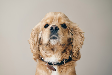 成年美籍男子鸡鸡 Spaniel 关上头发宠物幸福生活纯种狗朋友们棕褐色工作室犬类毛皮图片