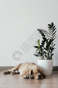 睡在一朵花旁边的地板上的美国老二猎犬摄影地面朋友金子视角客厅头发家畜哺乳动物图片