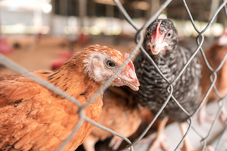 尼加拉瓜马塔加尔帕(Matagalpa)的鸡棚鸡舍中的克里奥尔鸡图片