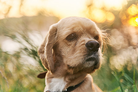 日落时 一只年轻的美国小猎犬坐在草地上情感犬类宠物眼睛打猎伴侣耳朵动物孤独哺乳动物图片