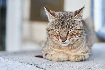 街上灰猫睡在黑塞格诺维的台阶上哺乳动物睡眠虎斑晶须眼睛流浪楼梯流浪猫房子爪子图片