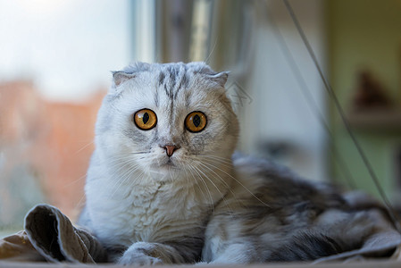 一只灰色的苏格兰折臂猫咪 在家中内地躺在垃圾堆上小猫爪子乐趣胡须宠物眼睛短发动物哺乳动物折叠图片