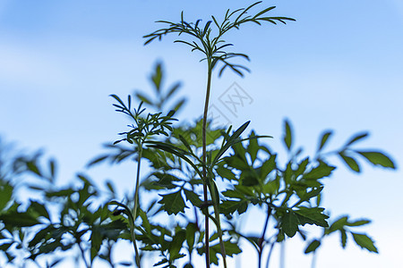 窗台上一个塑料蜂窝容器中的鲜花苗头 插在玻璃窗上植物群植物窗户环境农业幼苗土壤温室女士农场图片