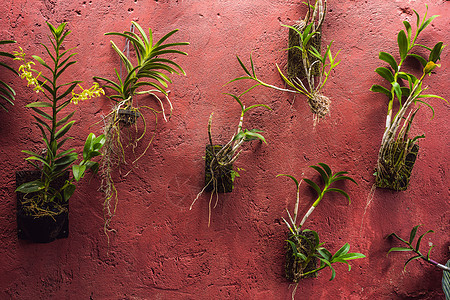 红漆墙上的锅里有不同的植物叶子房子园艺生长花园花盆风格季节热带装饰图片