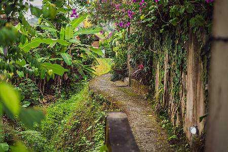 Ubud的舒适街道 巴厘岛是一个受人欢迎的旅游目的地图片