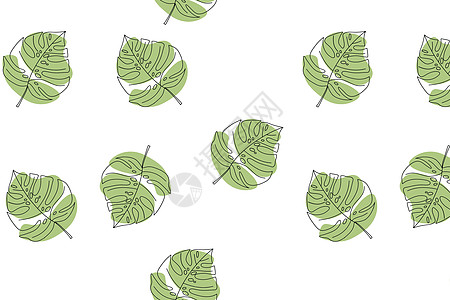 没有缝合的热带棕榈叶模式 白底怪物的绿叶被隔离在白色背景上图片