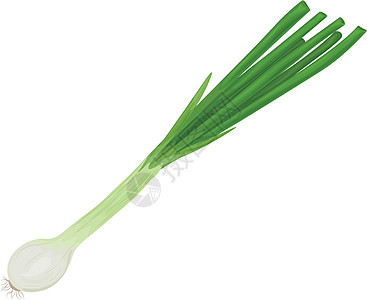 绿洋葱 新鲜绿洋葱 健康饮食的概念 维生素蔬菜 弓的矢量说明 b草本植物农业香料烹饪发芽饮食韭葱沙拉植物味道图片