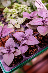 灯下生长的植物 上面有水滴环境农业幼苗农场蔬菜植物学食物栽培电灯园艺图片