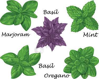 辣椒类药草 如Basil marjoram Mint和Oregano等 收集调味用药草图片