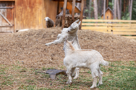 两只白小山羊在农场里玩耍 养羊是血肉之地家畜牧场毛皮场地草地头发动物农业宠物农村图片