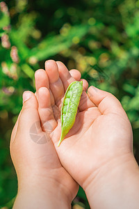 儿童手里有新鲜的青豆植物收成农场生产蔬菜孩子花园农业手掌阳光图片