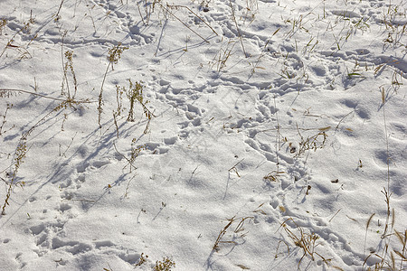 冬季田地上积雪中的干草和动物痕迹图片