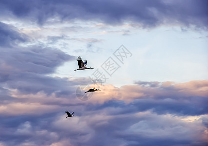 在天空飞翔秋天的 山雀迁徙背景下 在空中飘荡着野生动物季节团体饲料自由乐队荒野蓝色航班环境图片