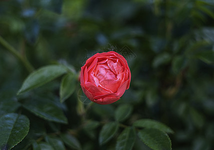 花园里的粉红玫瑰 在绿色背景的花园里图片