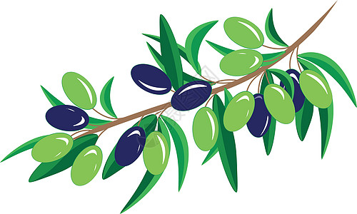 橄榄枝插图 橄榄枝是和解 和平与团结的象征 此外 橄榄油和橄榄油对我们身体的美丽和健康最有益图片