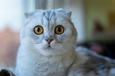 一只灰色的苏格兰折臂猫咪 在家中内地躺在垃圾堆上短发休息小猫胡须爪子哺乳动物猫科毛皮乐趣眼睛图片